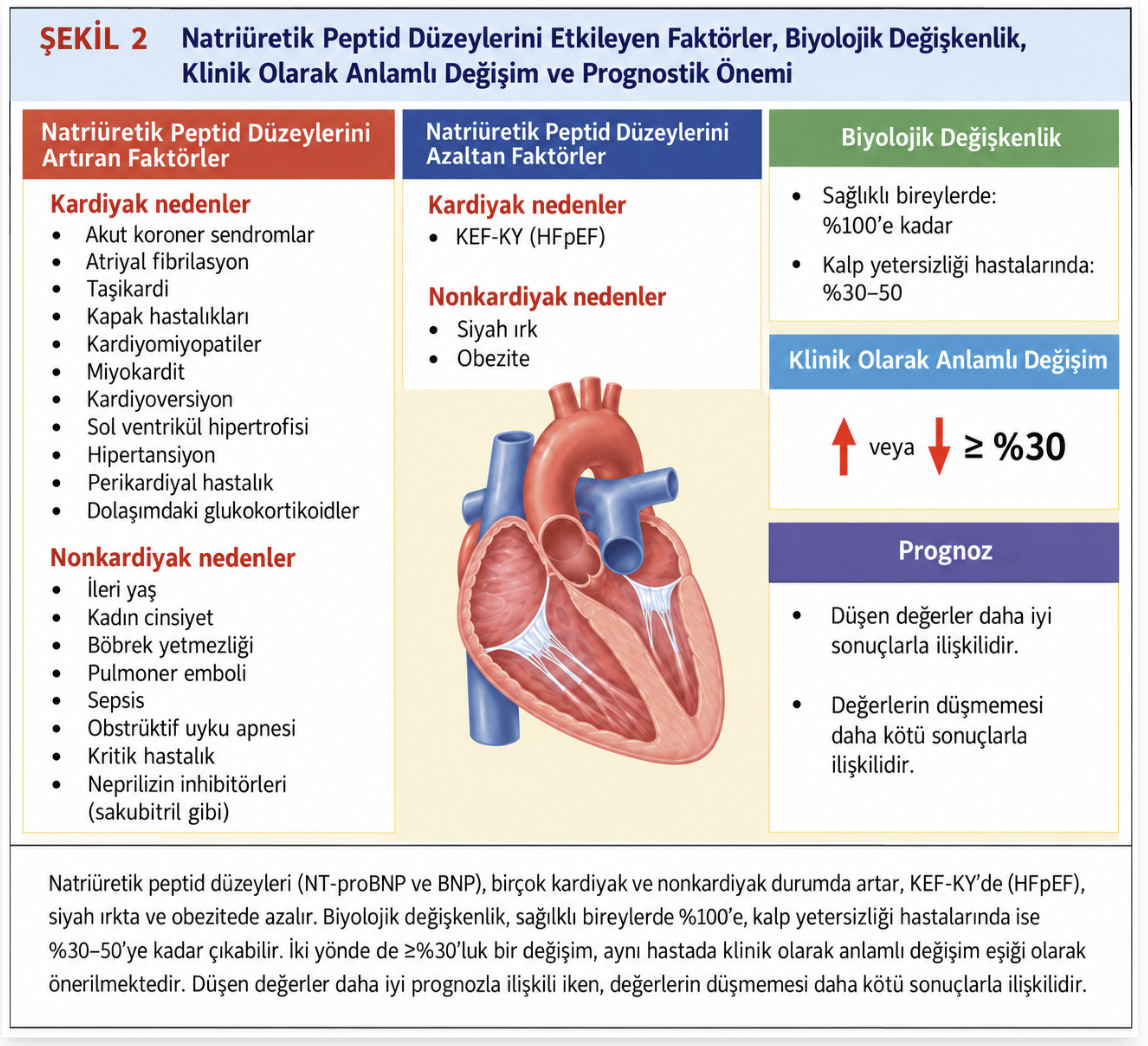 Natriüretik Peptid Düzeylerini Etkileyen Faktörler, Biyolojik Değişkenlik, Klinik Olarak Anlamlı Değişim ve Prognostik Önemi